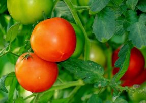 O chutná a šťavnatá rajčata se postará levná kyselina boritá