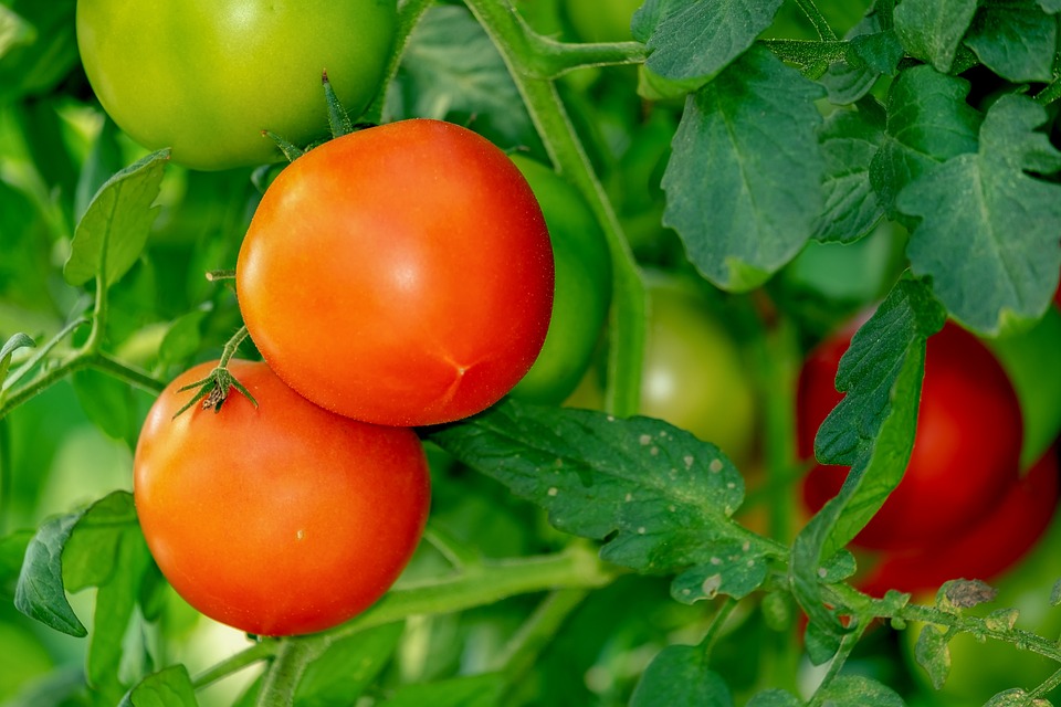 O chutná a šťavnatá rajčata se postará levná kyselina boritá