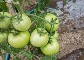 Zelená rajčata zčervenají okamžitě, zajistí to obyčejná sůl