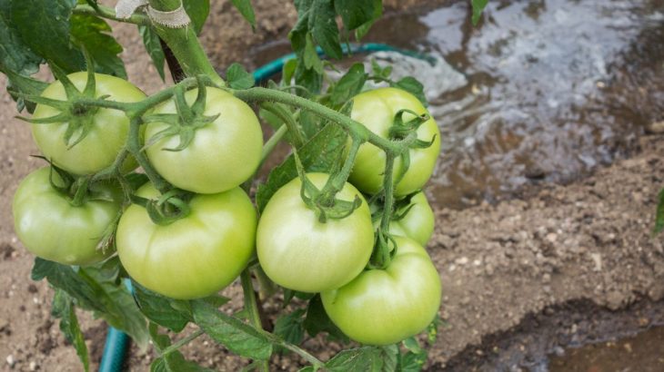 Zelená rajčata zčervenají okamžitě, zajistí to obyčejná sůl