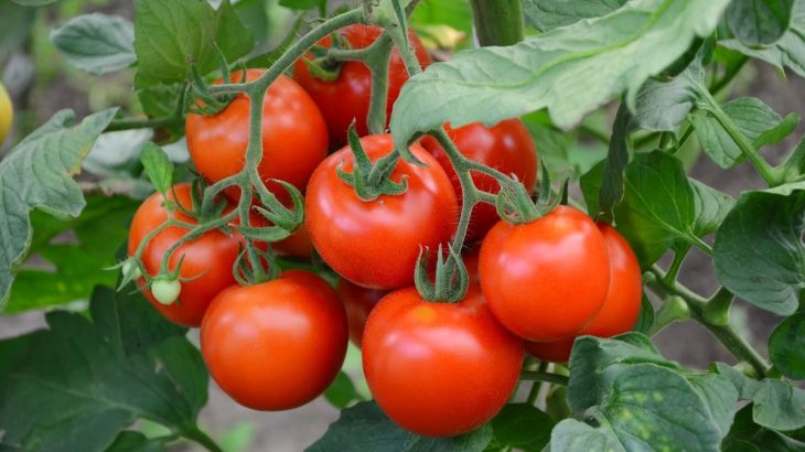 Účinné hnojivo pro rajčata: Kvasnice jsou přesně to, za co budou vděčné