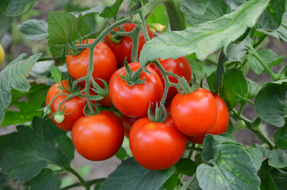Jak pěstovat keříčková balkonová rajčata ze semen (Solanum lycopersicum)