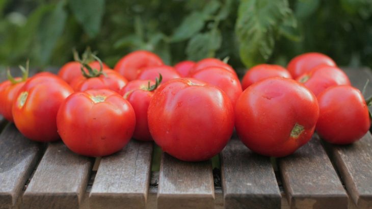 Sklizená červená rajčata