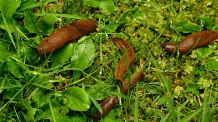 Piliny nikdy nevyhazujte, skvěle vám poslouží proti slimákům