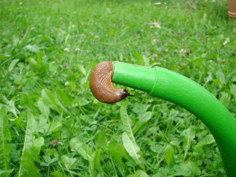 Slimáky ze zahrady vyžene kousek docela obyčejné mědi