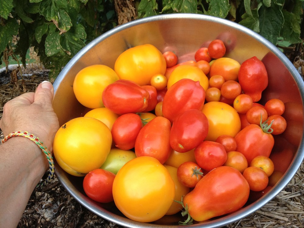 Úroda rajčat - různé druhy