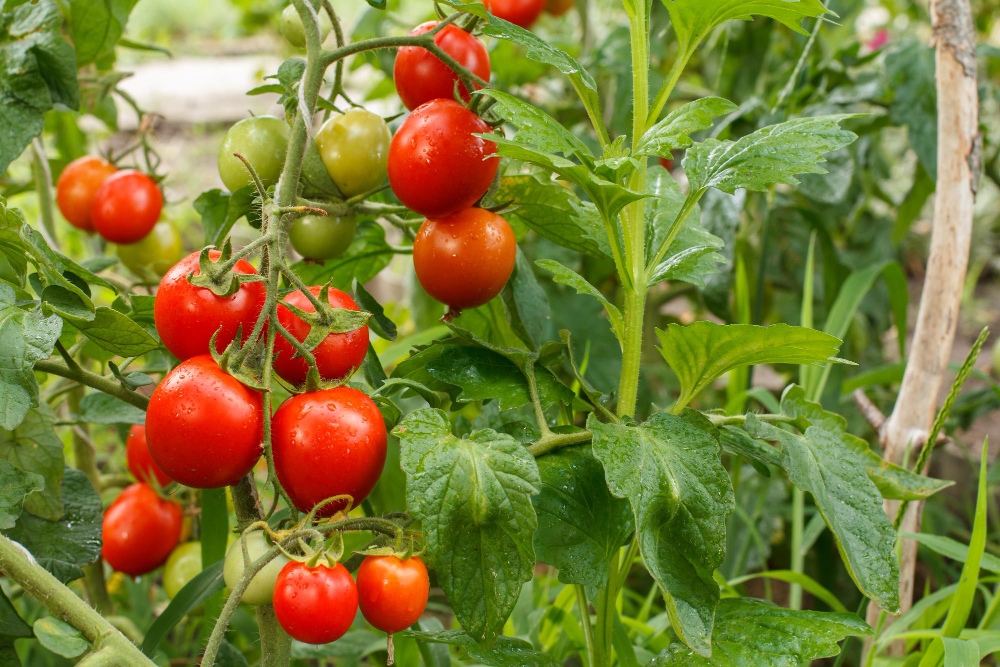 Chyby při zalévání rajčat: Zalévání přes listy či voda ze studny
