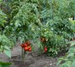 Jak dekontaminovat půdu po sklizni rajčat