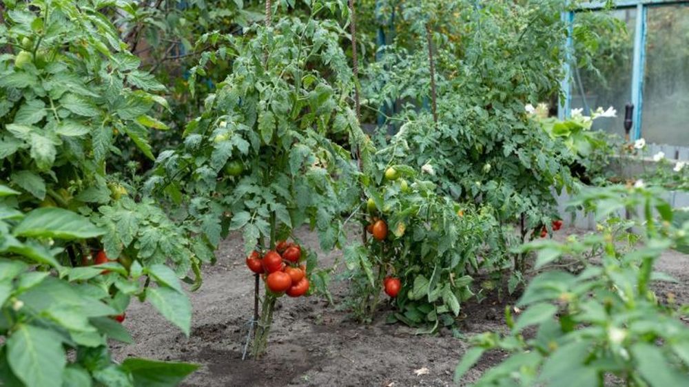 Jak dekontaminovat půdu po sklizni rajčat