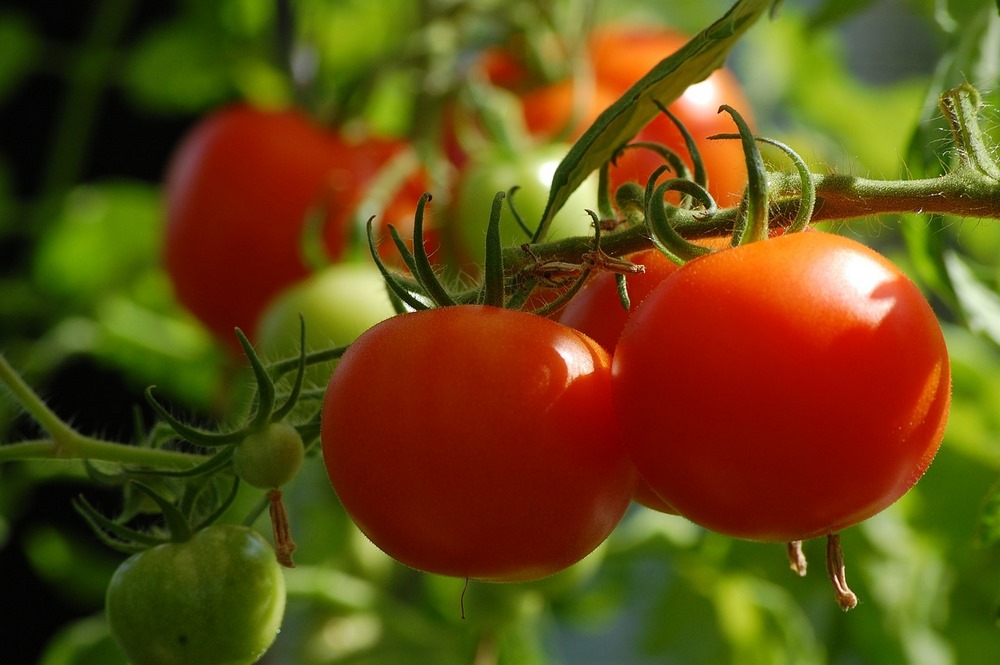 Zdravá rajčata