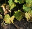 Syrovátka, cibulové slupky a jód pomohou proti žloutnutí okurek