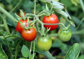 Zrající a nezralá rajčata