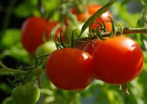Lidové hnojivo pro rajčata: Pokud chcete krásné a zdravé plody, použijte mléko