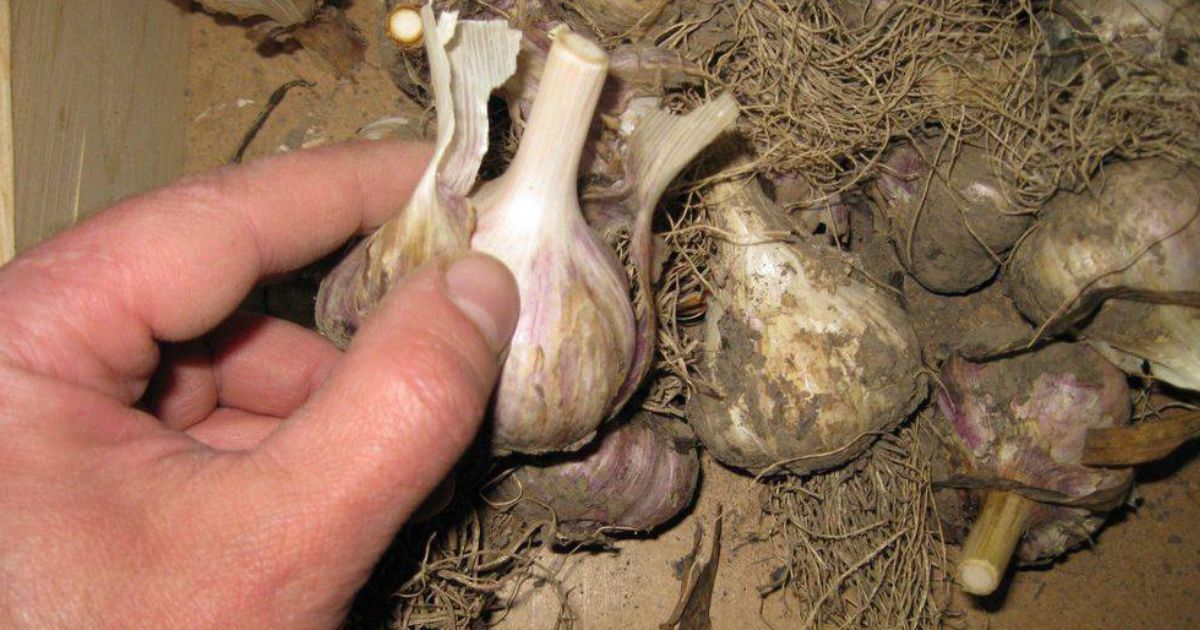 Уборка чеснока. Стрелы чеснока. Оборвать стрелки у чеснока. Чеснок на грядке. Посадка чеснока удобрение.