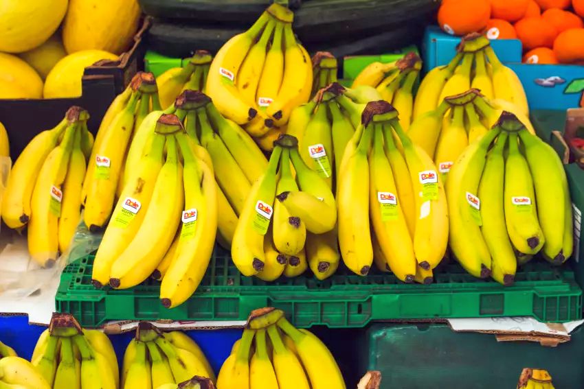 V obchodech bývají hortenzie poměrně drahé – naučte se je množit jednoduchou metodou s pomocí banánu.