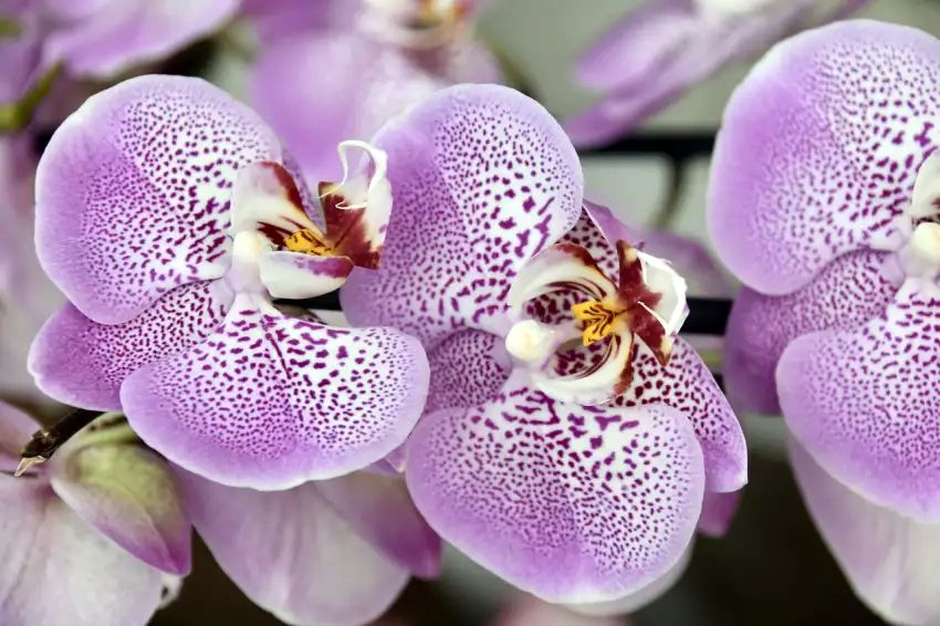 Aby se vašim orchidejí vždy dobře dařilo, potřebují vyvážené dodávky živin – přírodně jim je dodá třeba obyčejný čaj. 