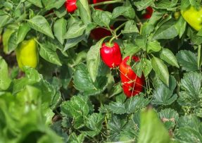 Krmení sazenic paprik po přesazení: Chleba a kopřivové hnojivo