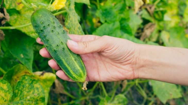 Jak na omlazení okurky v srpnu: Pomůže otrhání spodních listů