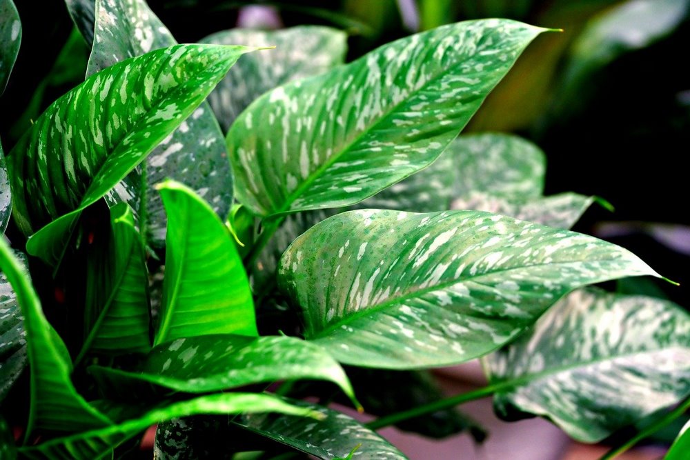 Zdravé listy pokojové rostliny