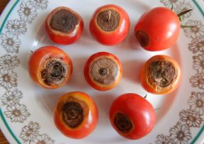 Černé skvrny na rajčatech způsobuje nedostatek vápníku v půdě