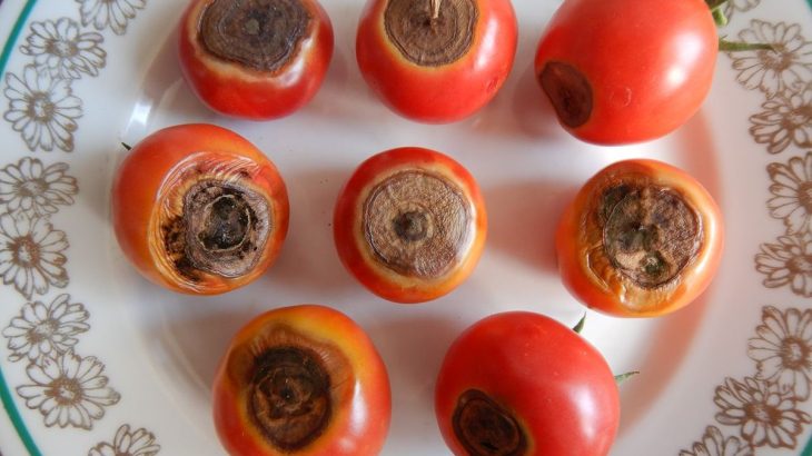 Černé skvrny na rajčatech způsobuje nedostatek vápníku v půdě