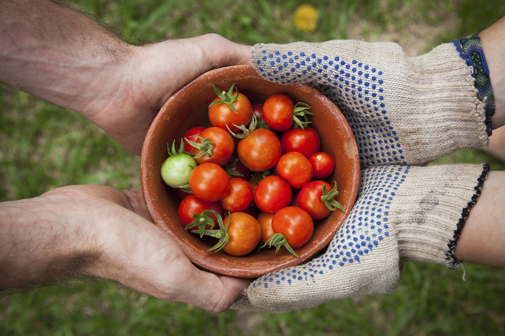 Návod jak jednoduše sklízet, sušit a uchovat semena rajčat
