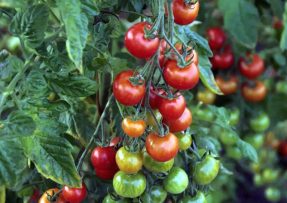 Jak pečovat o rajčata v průběhu léta – podrobný návod pro všechny