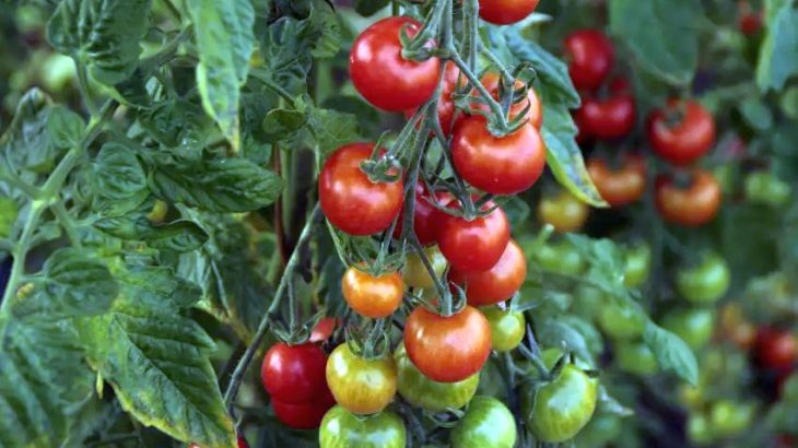 Jak pečovat o rajčata v průběhu léta – podrobný návod pro všechny