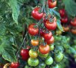 Stále zelená rajčata zčervenají bleskovou rychlostí, pomůže manganistan draselný