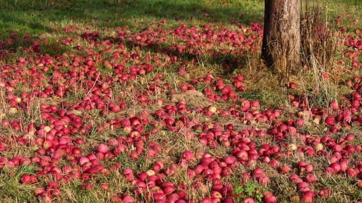 Co se spadanými jablky na zahradě – skvěle poslouží i jako hnojivo