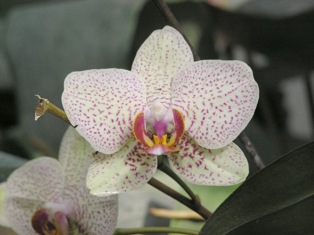 Světlý květ orchideje