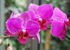 Tmavě růžové orchideje