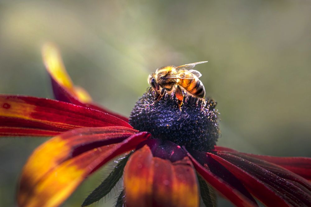 Bodnutí včely podle lidových pověr: Co to znamená