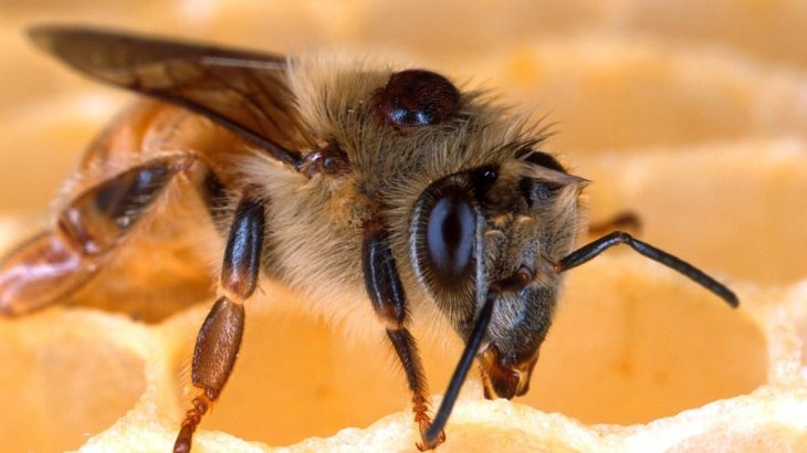 Bodnutí včely podle lidových pověr: Co to znamená