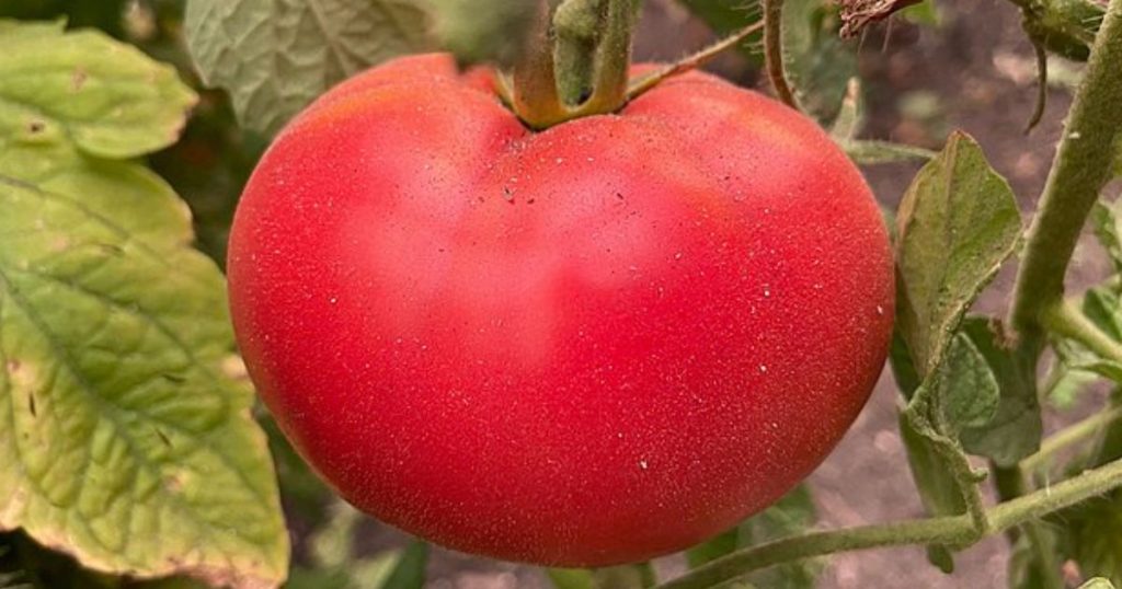 Aby se vám letos úroda rajčat opravdu vydařila, vezměte si k ruce ty správné pomocníky. Ideální je třeba kyselina boritá.