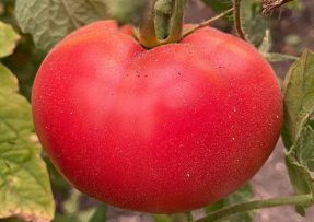 Aby se vám letos úroda rajčat opravdu vydařila, vezměte si k ruce ty správné pomocníky. Ideální je třeba kyselina boritá.