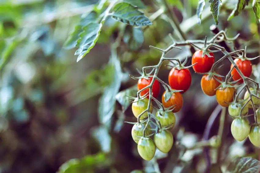 Stále zelená rajčata zčervenají bleskovou rychlostí, pomůže manganistan draselný