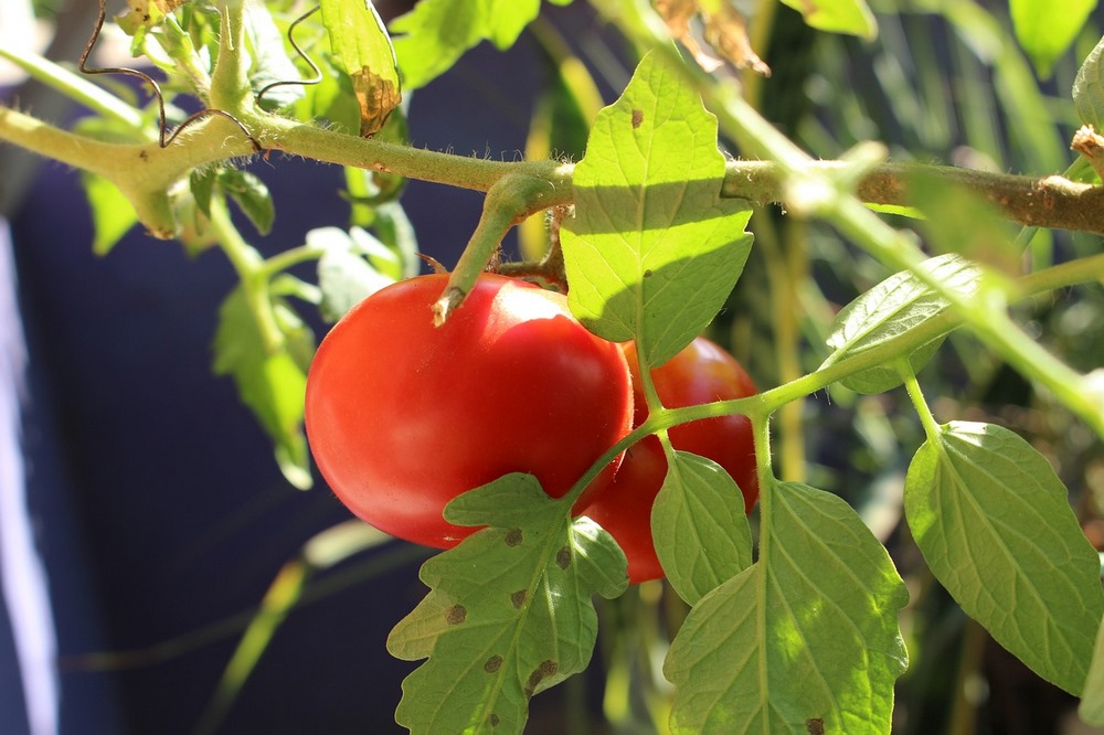 Zralá červená rajčata