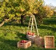 Abyste si mohli příští rok užívat úrodu jablek a hrušek bez jakýchkoli patogenů, musíte se o ně právě teď správně postarat