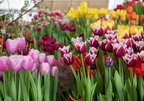 Výsadba tulipánů na podzim aneb jak to udělat správně a nic nepokazit
