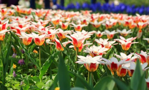 Dubnové hnojení tulipánů: S dusíkem vykvetou cobydup