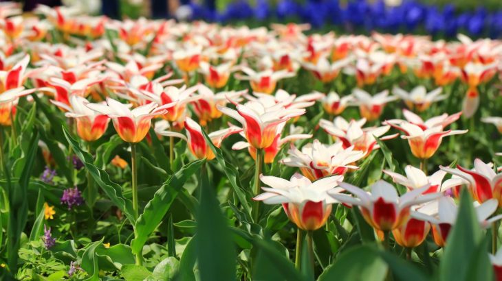 Dubnové hnojení tulipánů: S dusíkem vykvetou cobydup