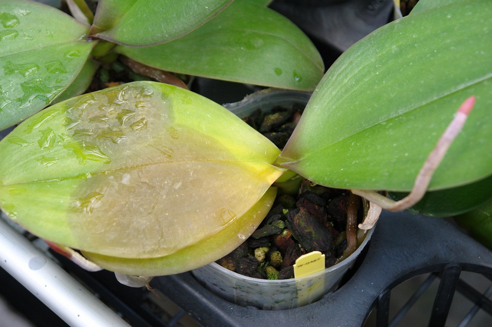 Orchidej s chorobou listů