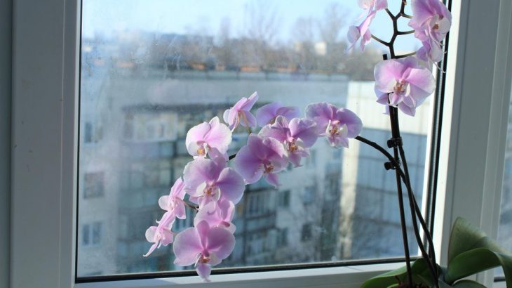 orchidej na parapetu