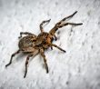 Pavouci se ho bojí jako ohně: Mátový olej totiž opravdu nesnáší