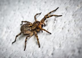 Pavouci se ho bojí jako ohně: Mátový olej totiž opravdu nesnáší