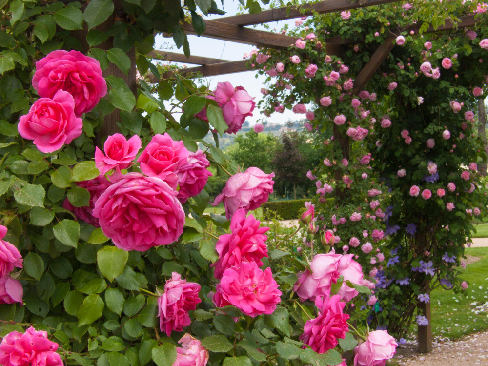 Abyste si krásu svých šlechtěných růží mohli užívat i příští rok, musíte se o ně během podzimu opravdu správně postarat
