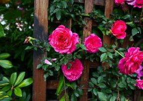 Čím hnojit růže v září: Díky dřevěnému popelu přežijí i mrazy