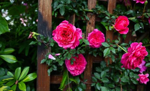 Čím hnojit růže v září: Díky dřevěnému popelu přežijí i mrazy