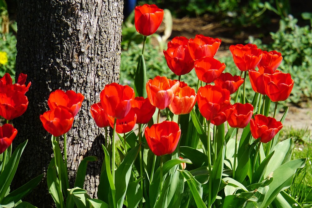 Tulipány vysazené v září